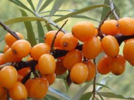 Rakytníkový olej, 200ml