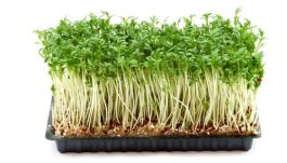 Klíčky žerucha, vanička